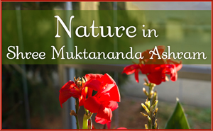 Nature III in Shree Muktananda Ashram