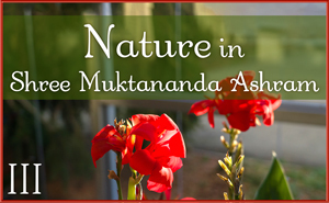 Nature in Shree Muktananda Ashram III