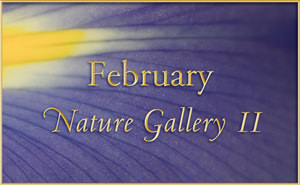2016 February Nature Gallery 2