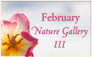 2016 February Nature Gallery 3