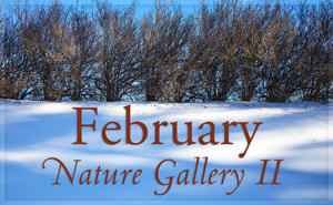 February Nature Gallery II