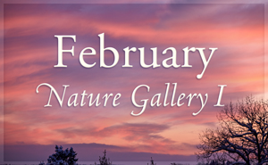 February Nature Gallery I