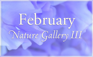 February Nature Gallery III