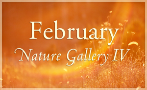 February Nature Gallery IV