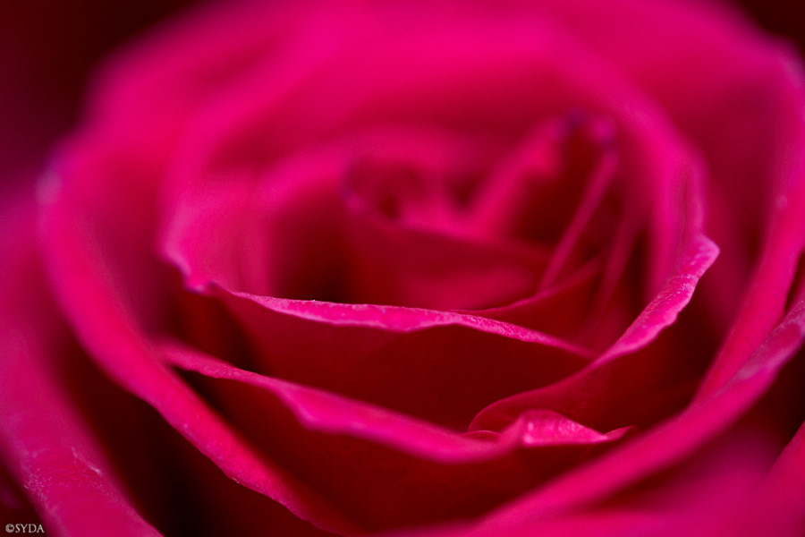celebrating love a photo