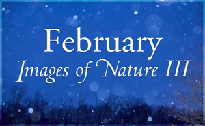February Images in Nature III