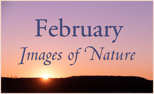February Nature Gallery