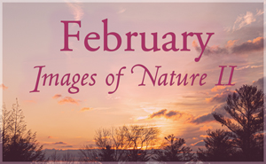 February Nature Gallery