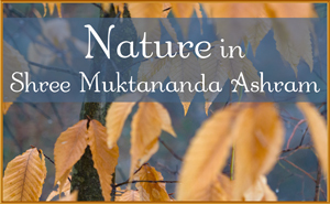 Nature in Shree Muktananda Ashram