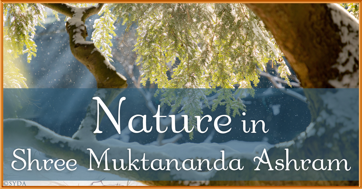 February 2024: Nature II in Shree Muktananda Ashram