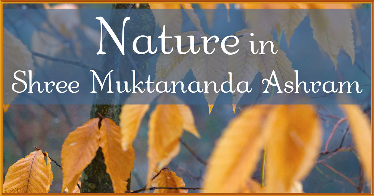 February 2024: Nature in Shree Muktananda Ashram