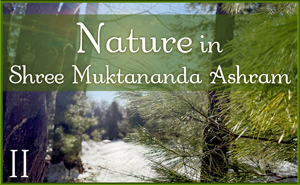 Nature in Shree Muktananda Ashram II