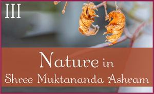 Nature in Shree Muktananda Ashram III