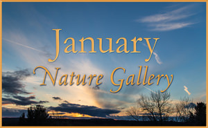 January Nature Gallery