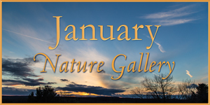 January Nature Gallery