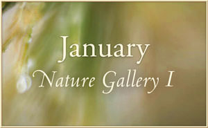 2016 January Nature Gallery 1