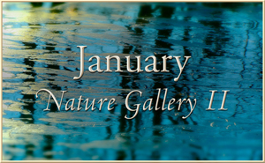 2016 January Nature Gallery 2