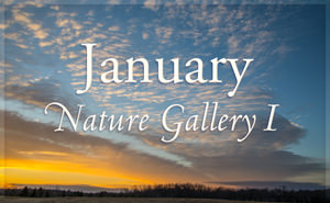 January Nature Gallery I