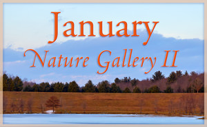 January Nature Gallery II