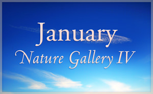 January Nature Gallery IV