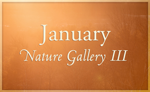 January Nature Gallery 