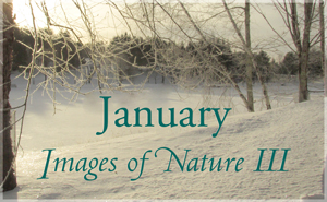 January Nature Gallery III