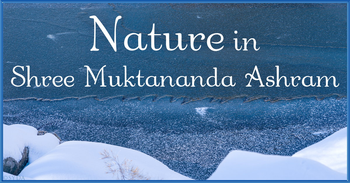 January 2024: Nature in Shree Muktananda Ashram