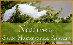 Nature in Shree Muktananda Ashram