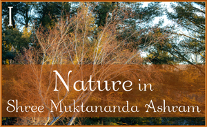 Nature in Shree Muktananda Ashram I