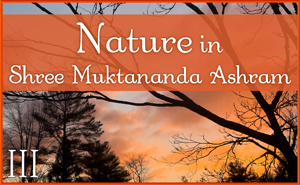 Nature in Shree Muktananda Ashram III