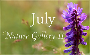 July Nature Gallery II