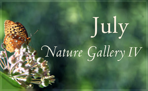 July Nature Gallery IV