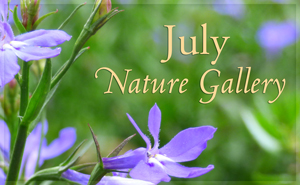 July Nature Gallery I