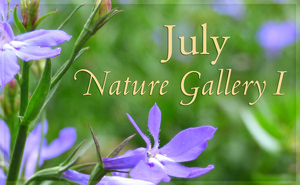 July Nature Gallery I