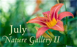 July Nature Gallery II