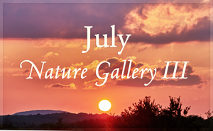 July Nature Gallery III