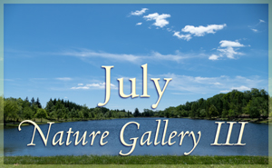 July Nature Gallery