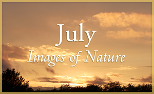 July Nature Gallery