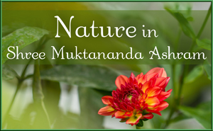 Nature in Shree Muktananda Ashram