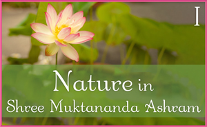 Nature in Shree Muktananda Ashram I