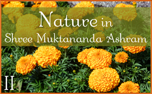 Nature in Shree Muktananda Ashram II