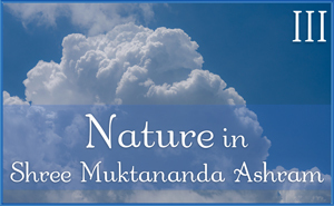 Nature in Shree Muktananda Ashram III