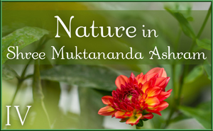 Nature in Shree Muktananda Ashram IV