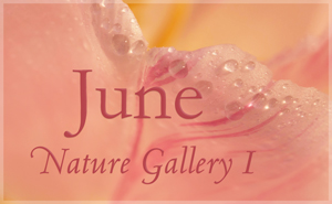June Nature Gallery 1