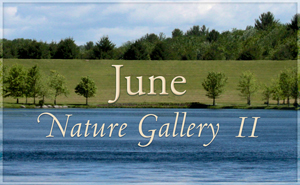 June Nature Gallery II