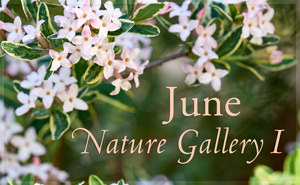 June Nature Gallery I