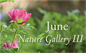 June Nature Gallery III