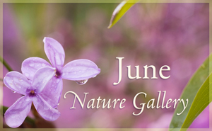 June Nature Gallery I
