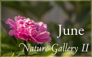 June Nature Gallery