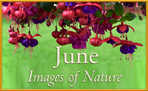 June Nature Gallery